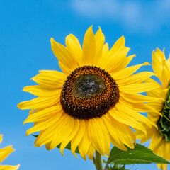 Obraz premium A Giant Sunflower (Helianthus giganteus) against a beautiful blue sky in the summer sunshine.