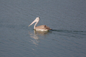 pelicans in lake