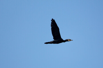 Fototapeta premium bird in flight