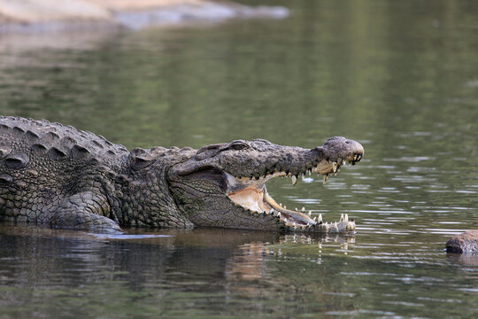 Crocodile Images – Browse 144,360 Stock Photos, Vectors, and Video ...