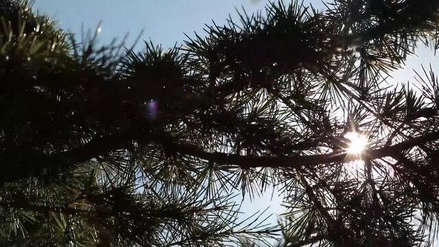 pine needles