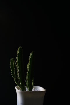 cactus in a pot