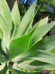Fototapeta na wymiar Hojas de una planta en primer plano. Naturaleza