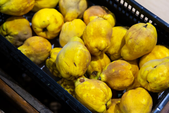 Fresh yellow quince in plastic box on market showcase. Organic vitamin fruits