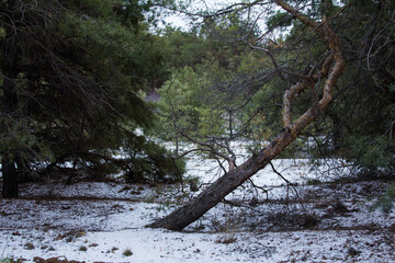 A snow-covered fallen tree in a spruce forest. On a dark winter day.