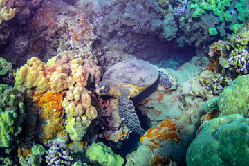 sleeping sea turtle