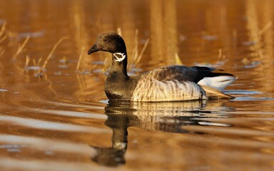Obraz premium The brant or brent goose (Branta bernicla) on small pond. Scene from conservation area in Wisconsin. 