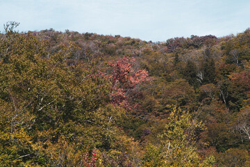 Fototapeta premium Red autumn tree surrounded by green trees in the woods 