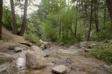 river in the forest