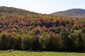 autumn trees on a mountain