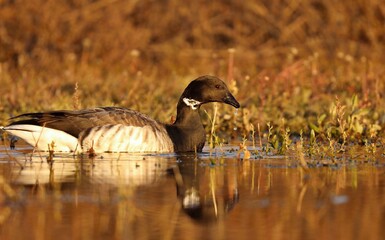 The brant or brent goose (Branta bernicla) on small pond. Scene from conservation area in...