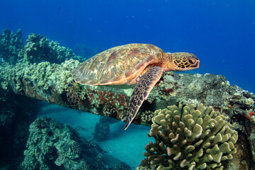 Obraz premium turtle swimming in the sea