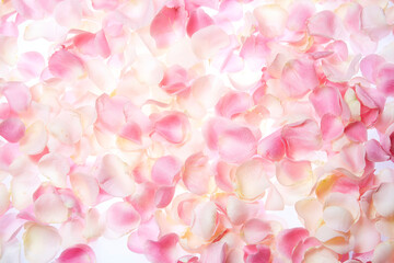 Obraz premium Natural pink roses on white background.