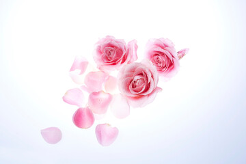 Natural pink roses on white background.