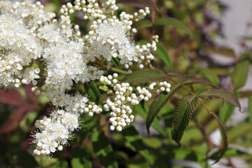 Background of white blossoms on a false spirea