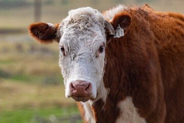 Cow in the pasture