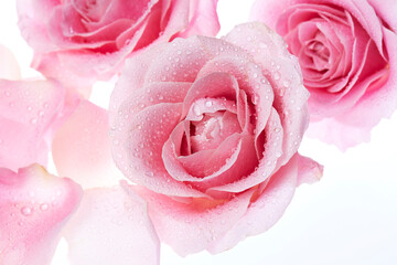 Natural pink roses on white background.