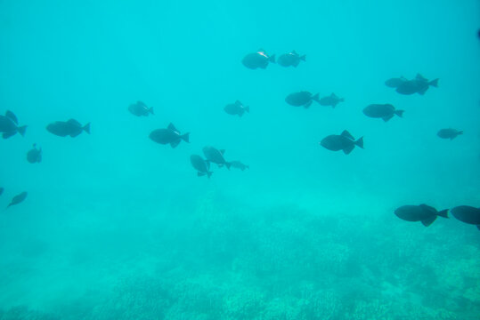 Black Durgon Triggerfish In The Pacific Ocean.