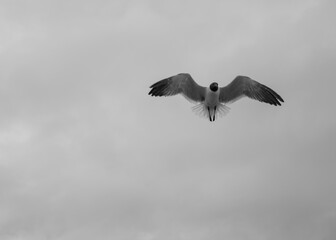 Up in the Air