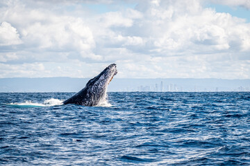 Fototapeta premium Whale head lunge on the Gold Coast, Queensland Australia 