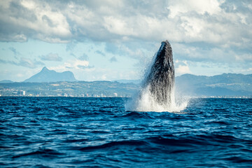 Fototapeta premium Whale breaching in front of Mount Warning, NSW