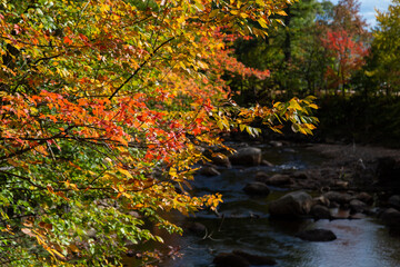 Vibrant autumn leaves and river and rocks