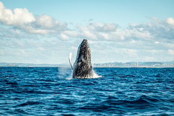 Naklejka premium Whale on the Gold Coast, Queensland Australia 