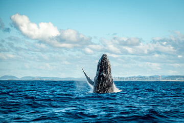 Whale on the Gold Coast, Queensland Australia 