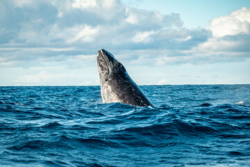 Fototapeta premium Whale head lunge on the Gold Coast, Queensland Australia 