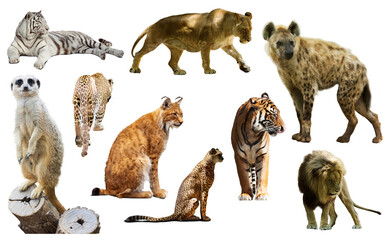 Fototapeta premium Set of wild mammals isolated over white background, mainly Felidae