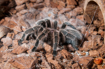 Closeup of a Tarantula spider