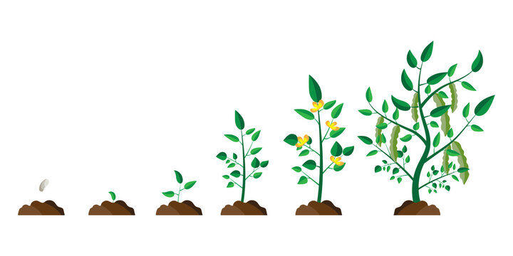 Growing Tree Animation Images – Browse 4,098 Stock Photos, Vectors, and Video | Adobe Stock Growing Tree Animation Images – Browse 4,098 Stock Photos, Vectors, and Video | Adobe Stock