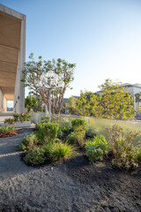 Obraz premium Downtown Los Angele Grand Park