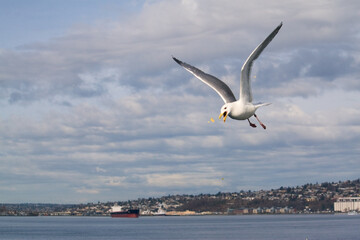 Fototapeta na wymiar Seagull with Popcorn