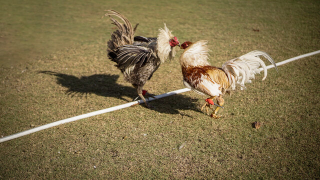 Chicken fight