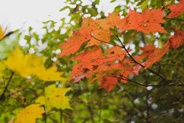 Orange maple leaves with a blurred background
