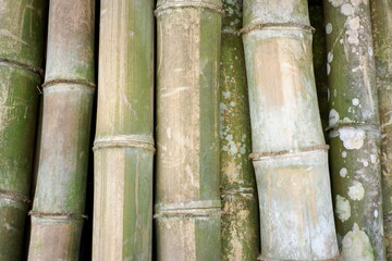dry bamboo texture with a large size that is ready for the building foundation. details of the dry green bamboo skin.