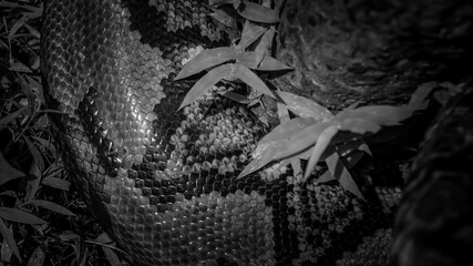 Beautiful black and white picture of a large boa