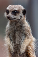 Animals in the Zoo