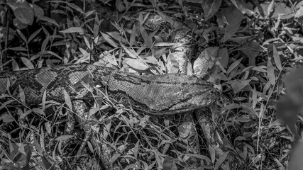 Beautiful black and white picture of a large boa