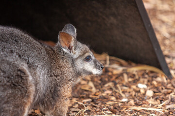 Naklejka premium Animals in the Zoo