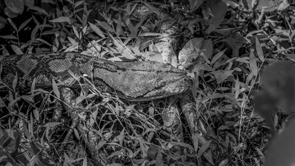 Beautiful black and white picture of a large boa