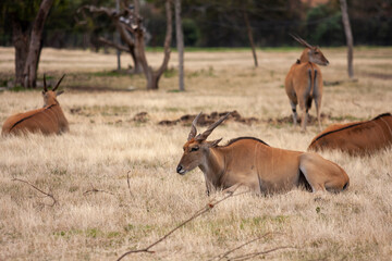 Animals in the Zoo