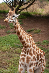Animals in the Zoo