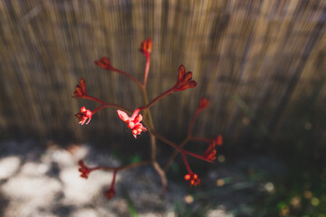 native Australian orange kangaroo paw plant outdoor in sunny backyard