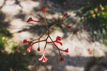 native Australian orange kangaroo paw plant outdoor in sunny backyard