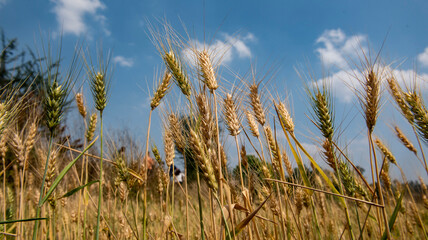 Nashik , India - 20 February 2021,  Field of green wheat at Nashik Maharashtra......