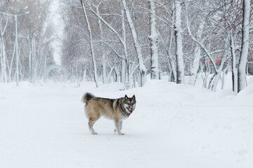 Winter husky portrait on a walk in park, beautiful dog in nature, friendship, pet. Dog or wolf