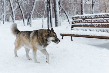 Winter husky portrait on a walk in park, beautiful dog in nature, friendship, pet. Dog or wolf