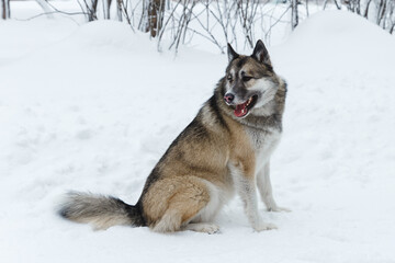 Winter husky portrait on a walk in park, beautiful dog in nature, friendship, pet. Dog or wolf